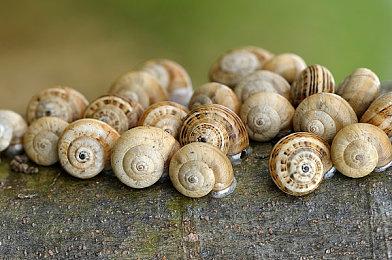 传闻《异度神剑》团队正为Switch2打造全新大型RPG